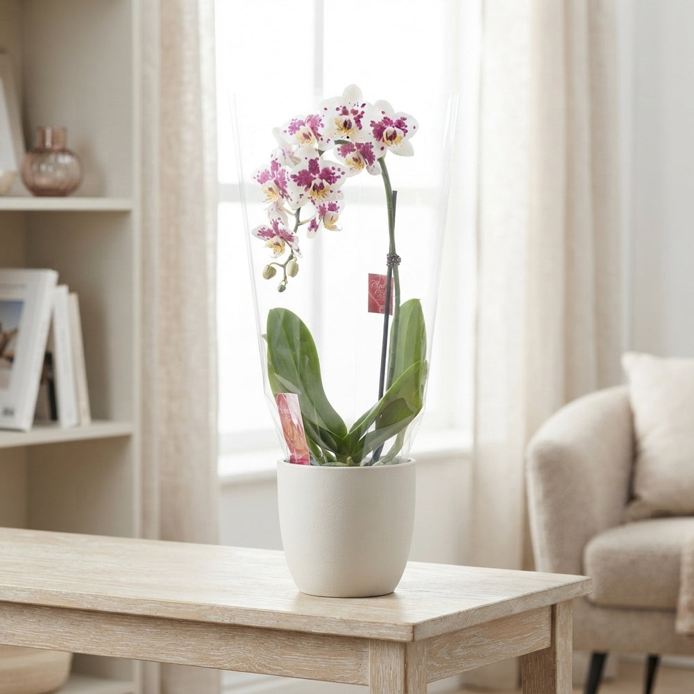 Purple Spotted Phalaenopsis Orchid – 12cm Pot