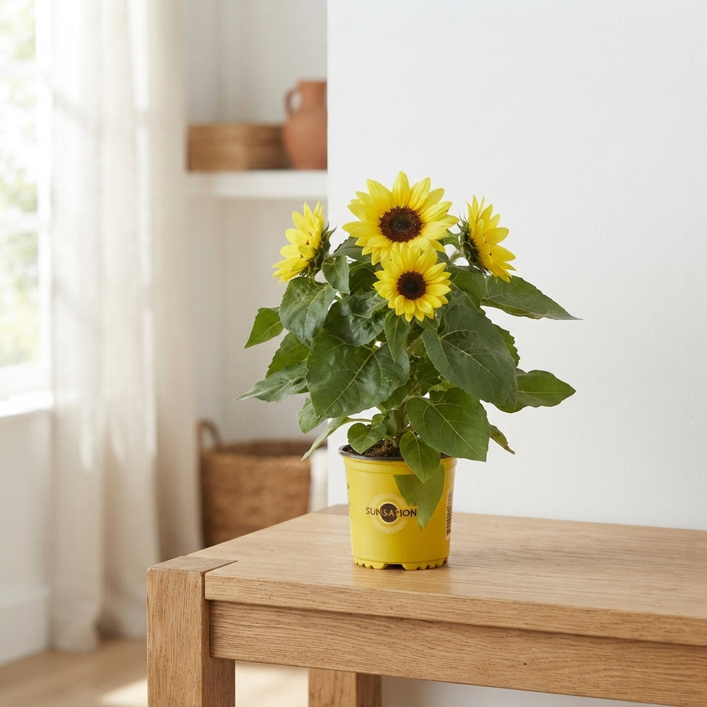 Sunflower ‘Sunsation’ (Helianthus annuus) – 13cm Pot