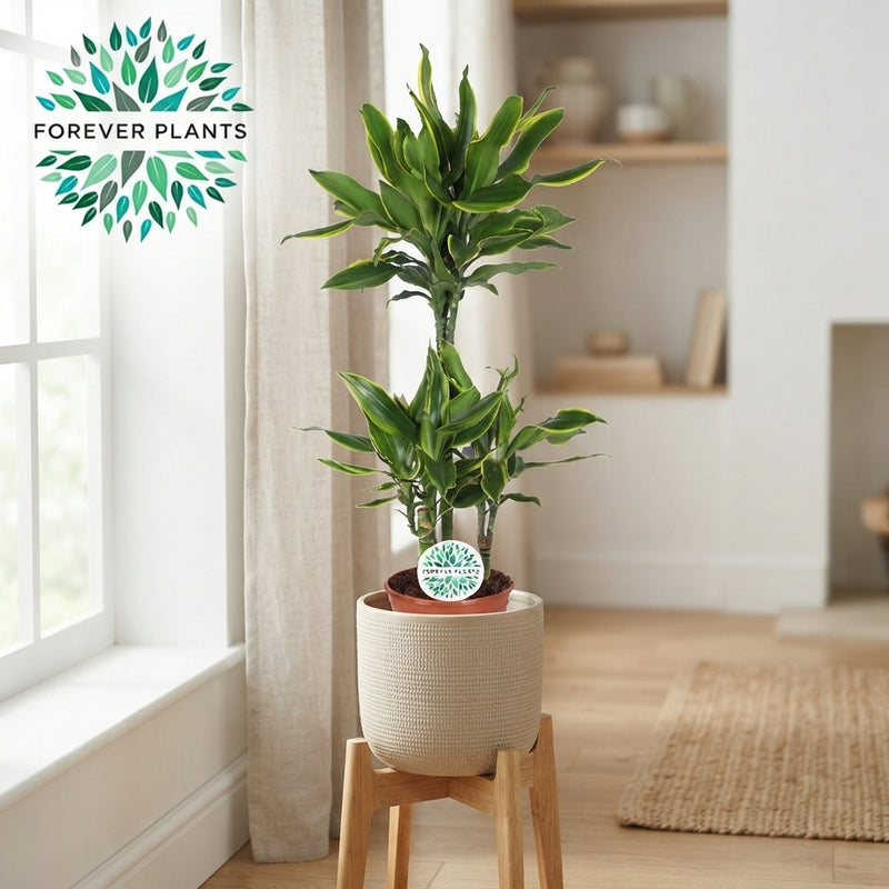Golden Coast Dracaena fragrans – 24cm Pot, 125cm Height
