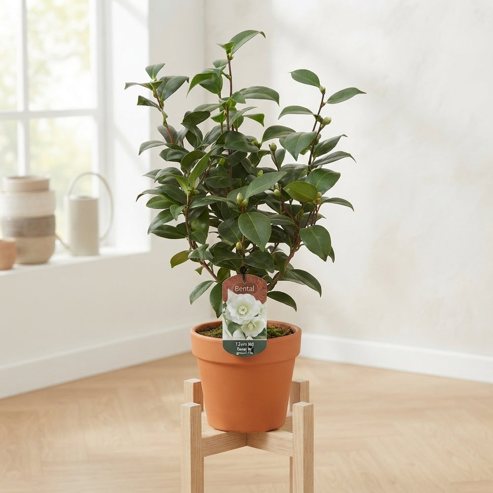 Mixed Camellia Flowering Plant – 13cm Pot