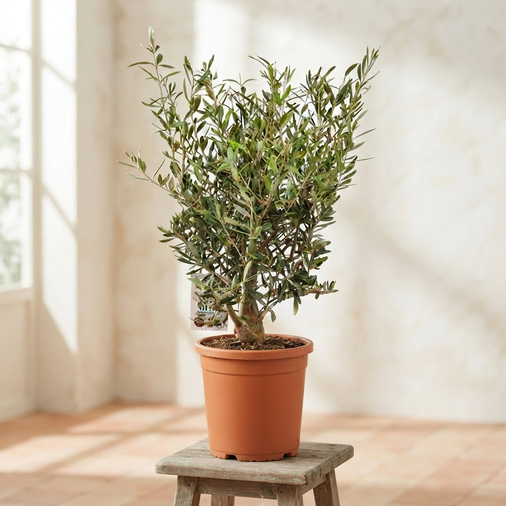 Olive Tree (Olea europaea) – 24cm Pot, 80cm High