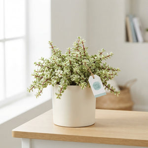 Variegated Portulaca Plant – 14cm Pot