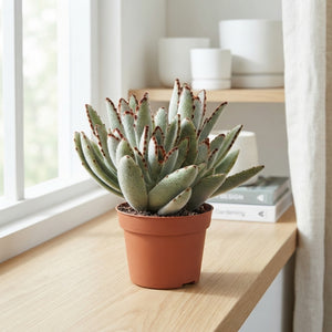 Panda Plant (Kalanchoe tomentosa) – 10cm Pot