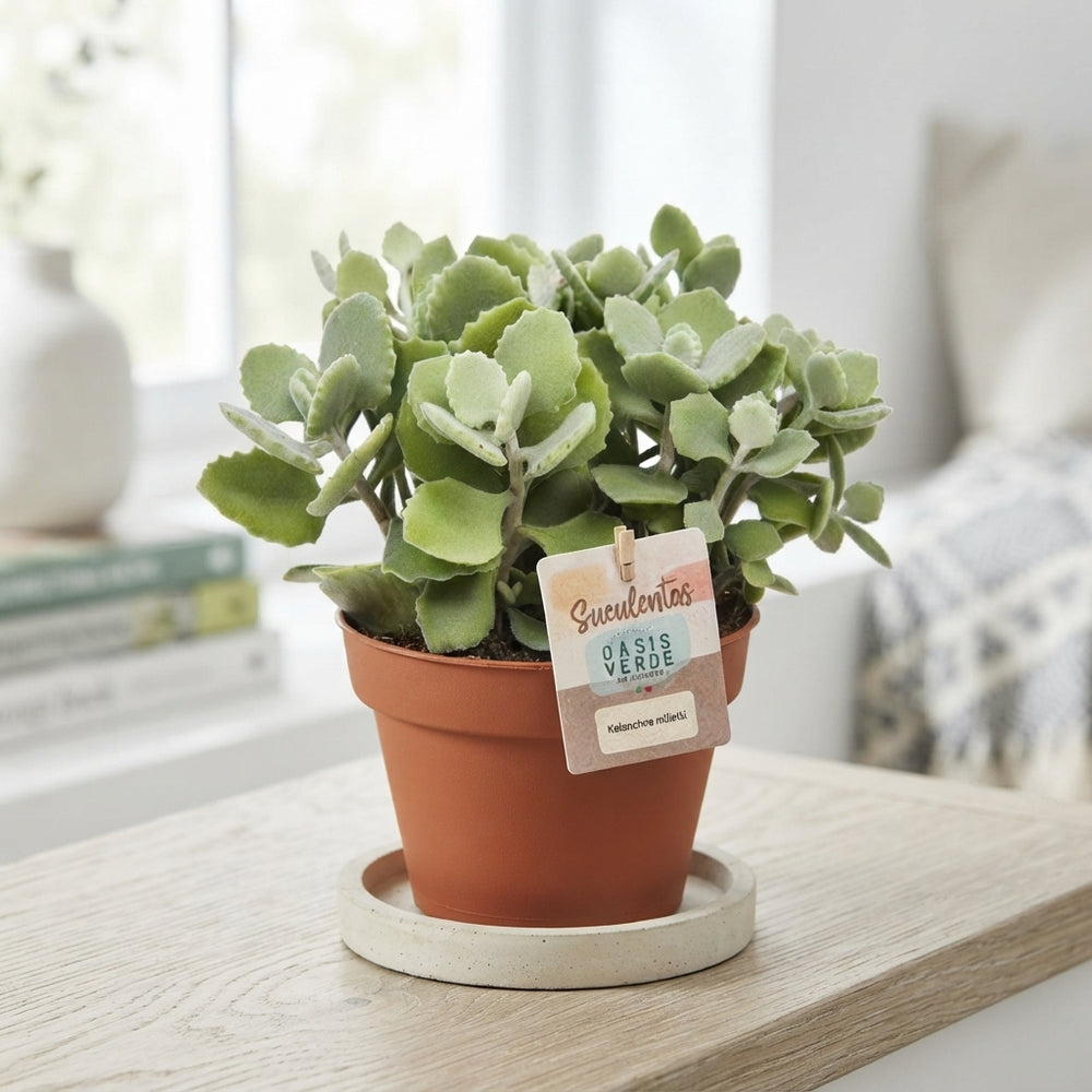Kalanchoe Millotii Flowering Houseplant – 14cm Pot