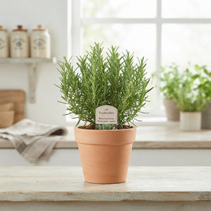 Trailing Rosemary (Rosmarinus officinalis) – 14cm Pot