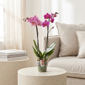 Mixed Phalaenopsis Orchid – 12cm Pot, 55cm High