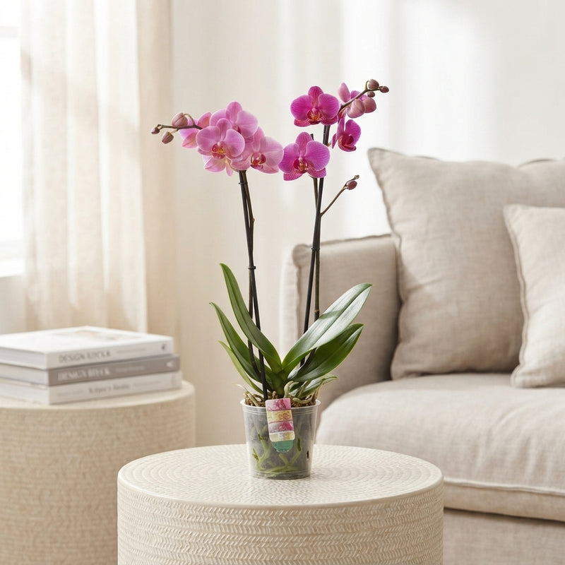 Mixed Phalaenopsis Orchid – 12cm Pot, 55cm High