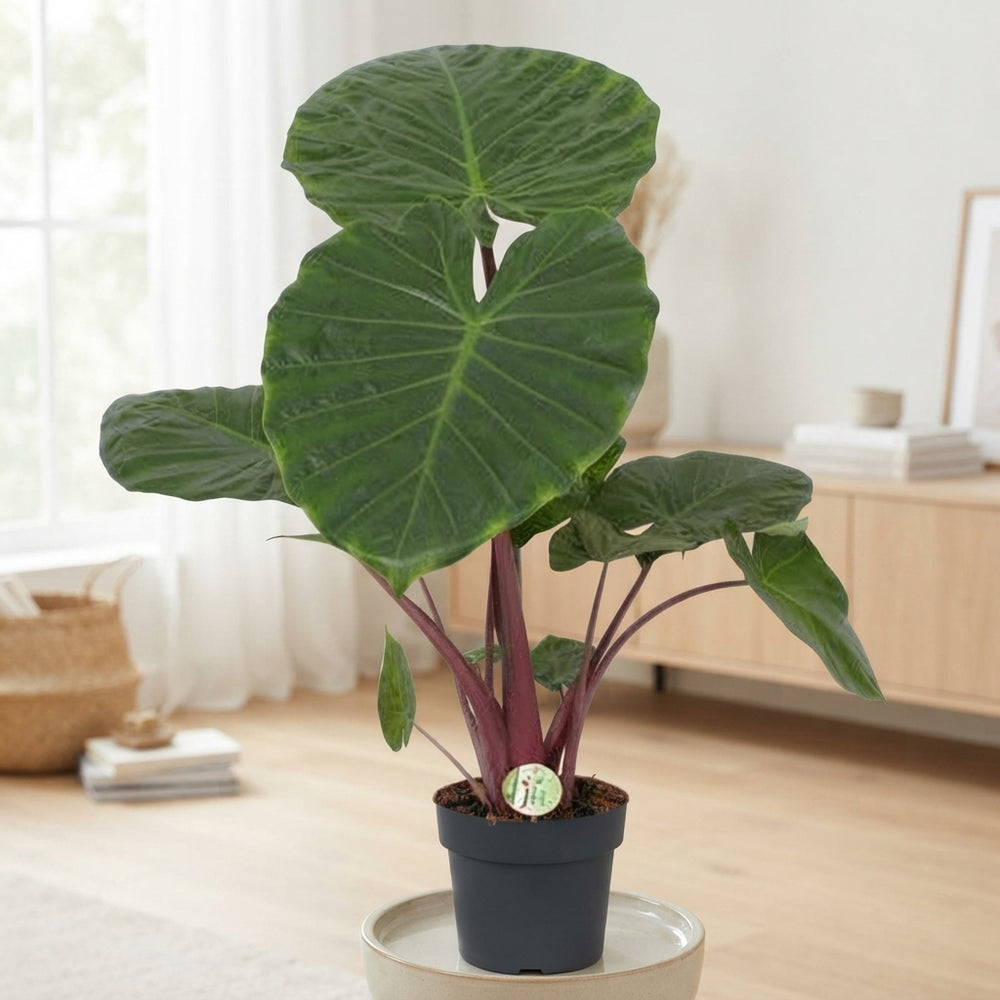Alocasia Imperial Red – 21cm Pot, 110cm Tall