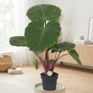 Alocasia Imperial Red – 21cm Pot, 110cm Tall
