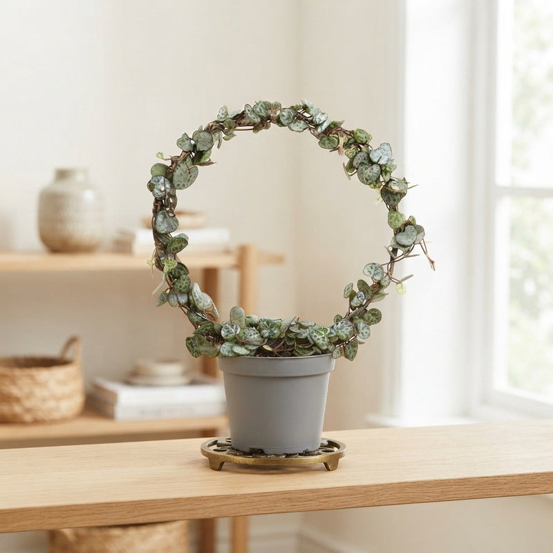 String of Hearts (Ceropegia woodii) – 11cm Pot