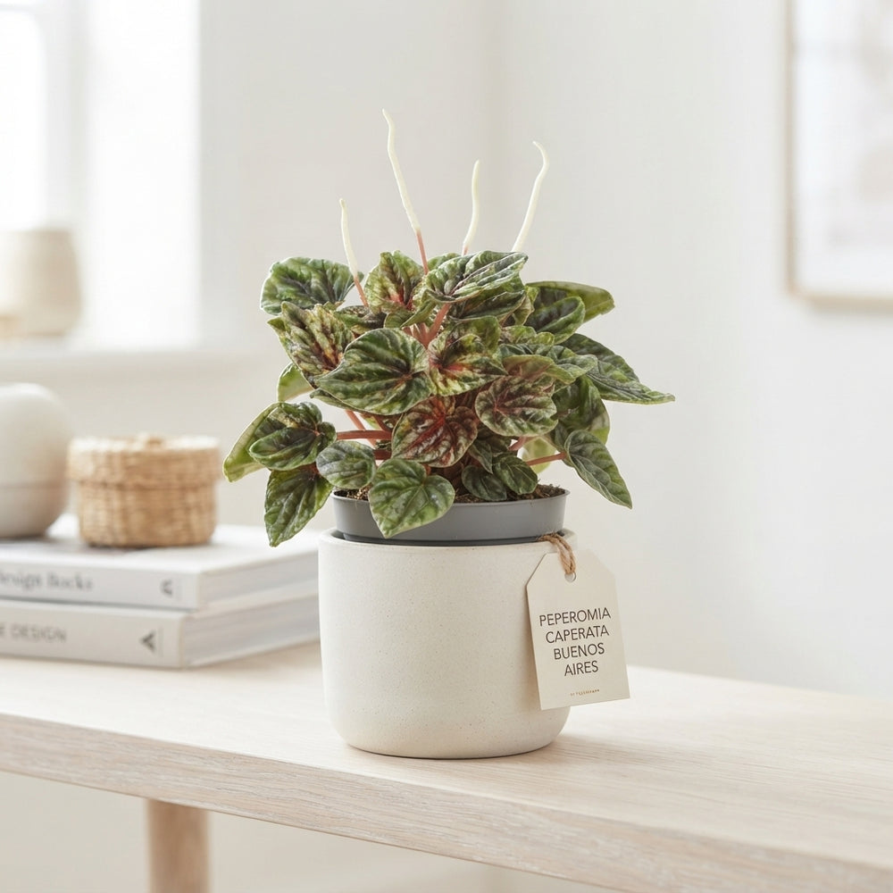 Peperomia Caperata ‘Pep Buenos Aires’ – 12cm Pot