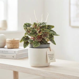 Peperomia Caperata ‘Pep Buenos Aires’ – 12cm Pot