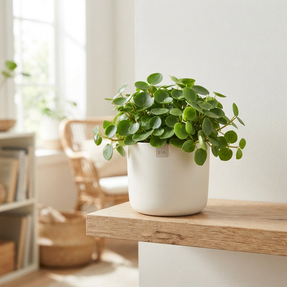 Peperomia Rotundifolia – 12cm Pot