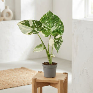 Monstera Thai Constellation – 6cm Pot