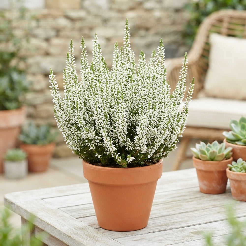White Heather (Calluna vulgaris) – 11cm Pot