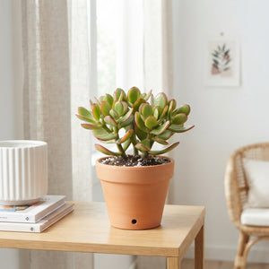 Mixed Crassula Succulent – 8.5cm Pot