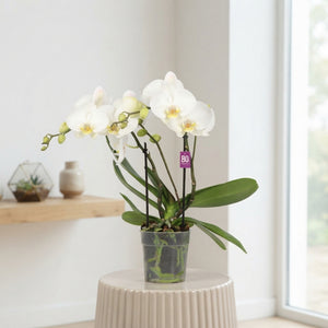 White Phalaenopsis Orchid – 2 Stem, 12cm Pot