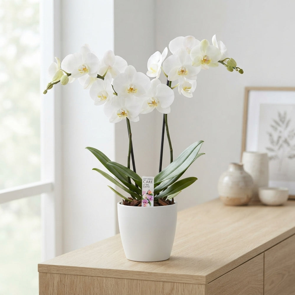 White Phalaenopsis Orchid – 12cm Pot, 55cm High