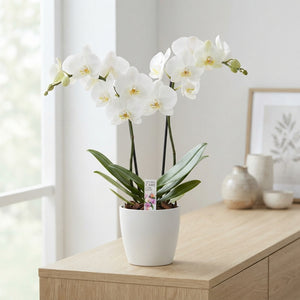 White Phalaenopsis Orchid – 12cm Pot, 55cm High