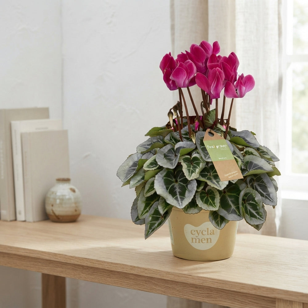 White Small-Flowered Cyclamen (Cyclamen persicum) – 10.5cm Pot