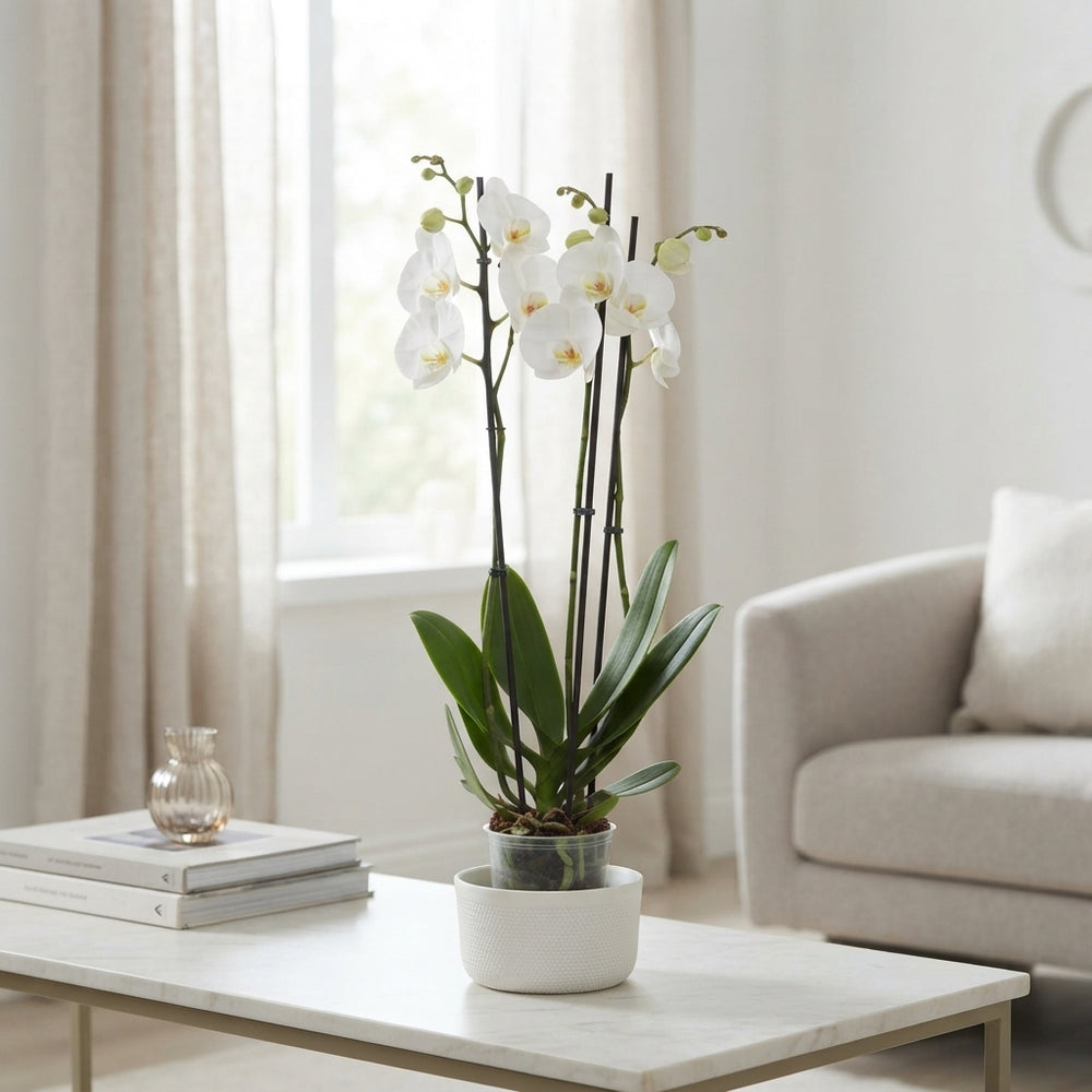 White Phalaenopsis Orchid – 4 Stem, 12cm Pot