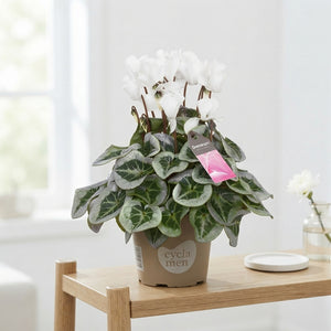 White Cyclamen persicum – 10.5cm Pot