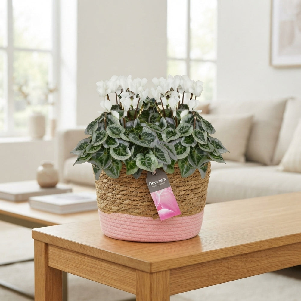 White Cyclamen persicum – 27cm Pot