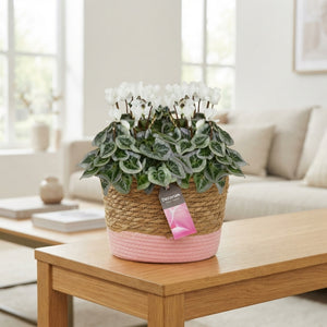 White Cyclamen persicum – 27cm Pot