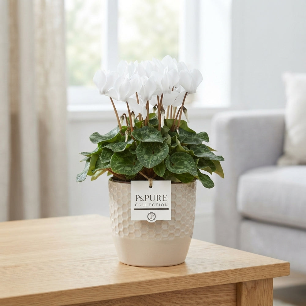 White Small-Flowered Cyclamen (Cyclamen persicum) – 14cm Pot