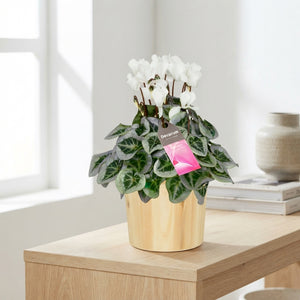White Small-Flowered Cyclamen (Cyclamen persicum) – 14cm Pot