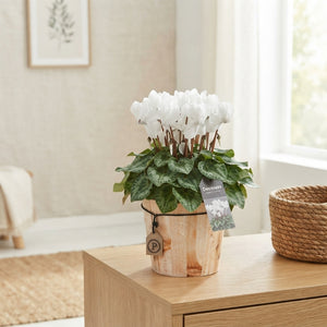 White Cyclamen persicum – 14cm Pot