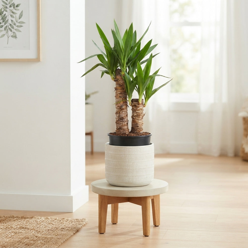 Yucca Elephantipes – 17cm Pot, 60cm High