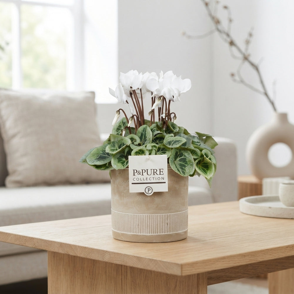 White Small-Flowered Cyclamen persicum – 13cm Pot