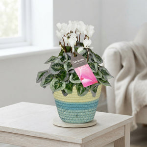 White Small-Flowered Cyclamen (Cyclamen persicum) – 14cm Pot