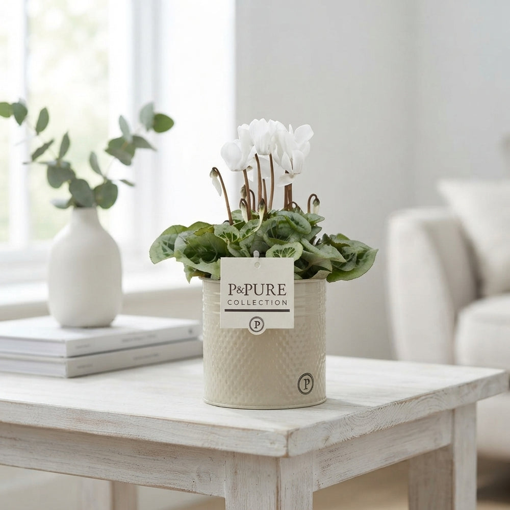White Small-Flowered Cyclamen (Cyclamen persicum) – 14cm Pot