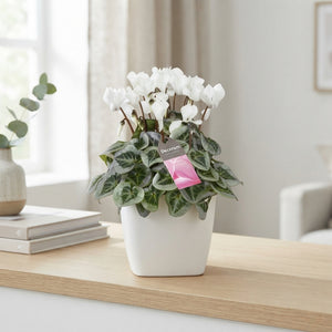 White Cyclamen persicum – 13cm Ceramic Pot