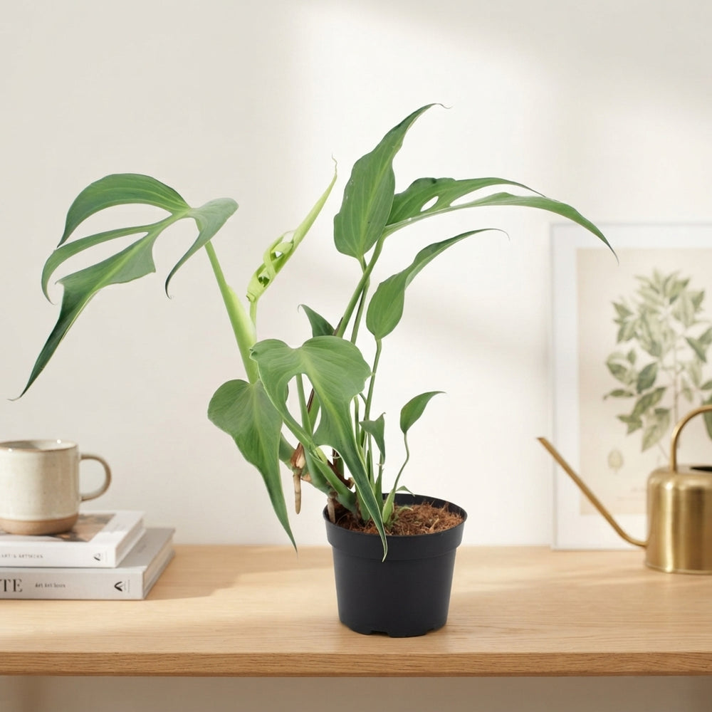 Monstera Burle Marx Flame – 17cm Pot