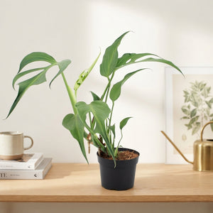 Monstera Burle Marx Flame – 17cm Pot