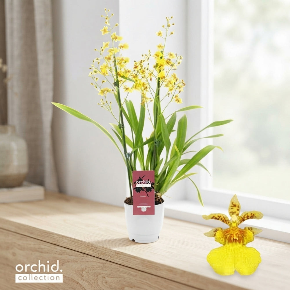 Yellow Oncidium Orchid – 12cm Pot, 50cm High