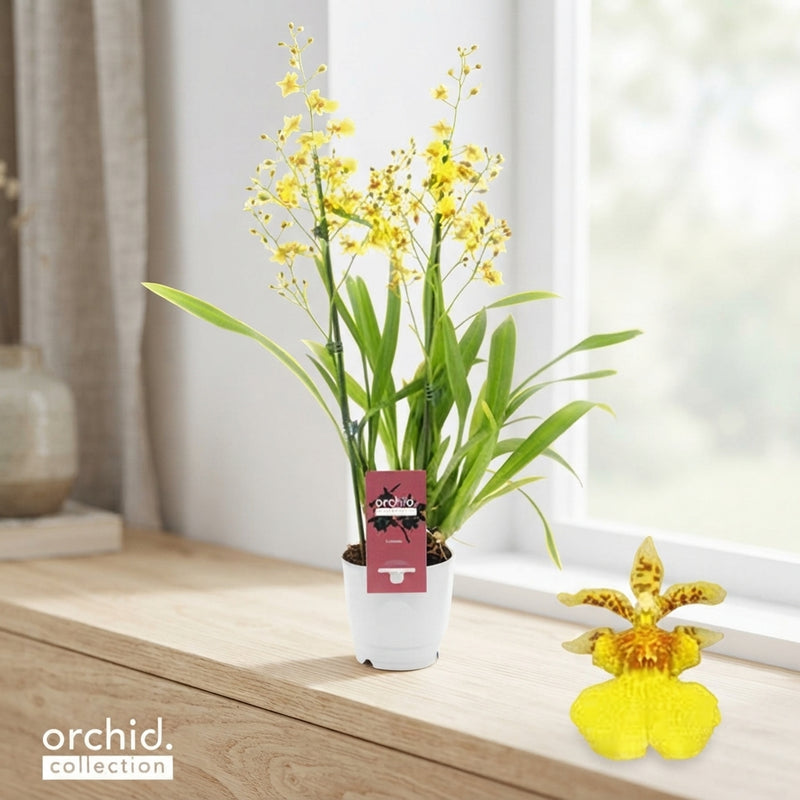 Yellow Oncidium Orchid – 12cm Pot, 50cm High