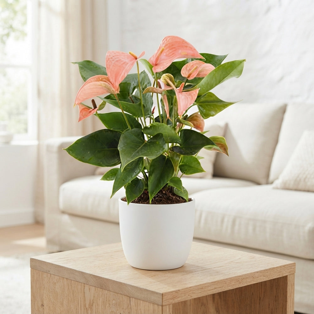 Pink Anthurium 'Festivo Salmon' – 14cm Pot