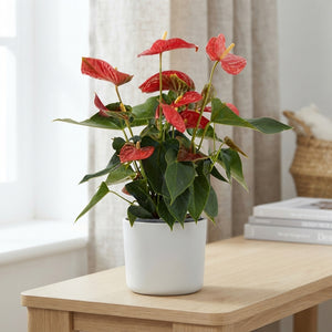 Red Anthurium (Anthurium andraeanum) – 14cm Pot