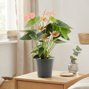 Peach and Pink Anthurium – 12cm Pot, 40cm High
