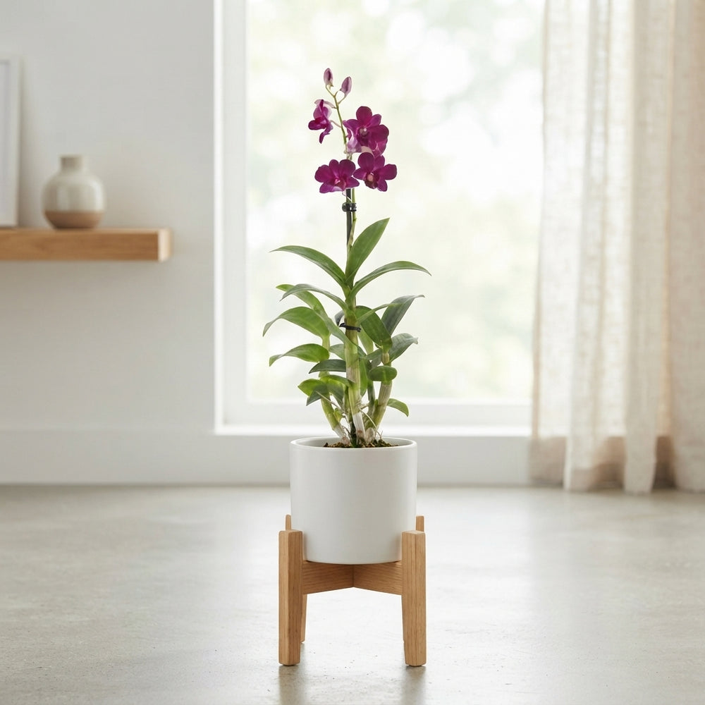 Dendrobium Orchid (Dendrobium) – 12cm Pot, 75cm Tall