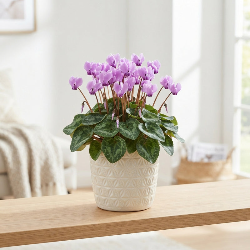 Lilac Persian Cyclamen (Cyclamen persicum) – 10.5cm Pot