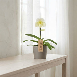 White Paphiopedilum Orchid – 12cm Pot