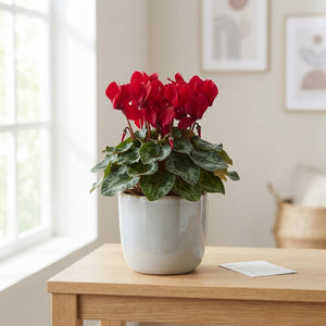 Red Small-Flowered Cyclamen (Cyclamen persicum) – 9cm Pot