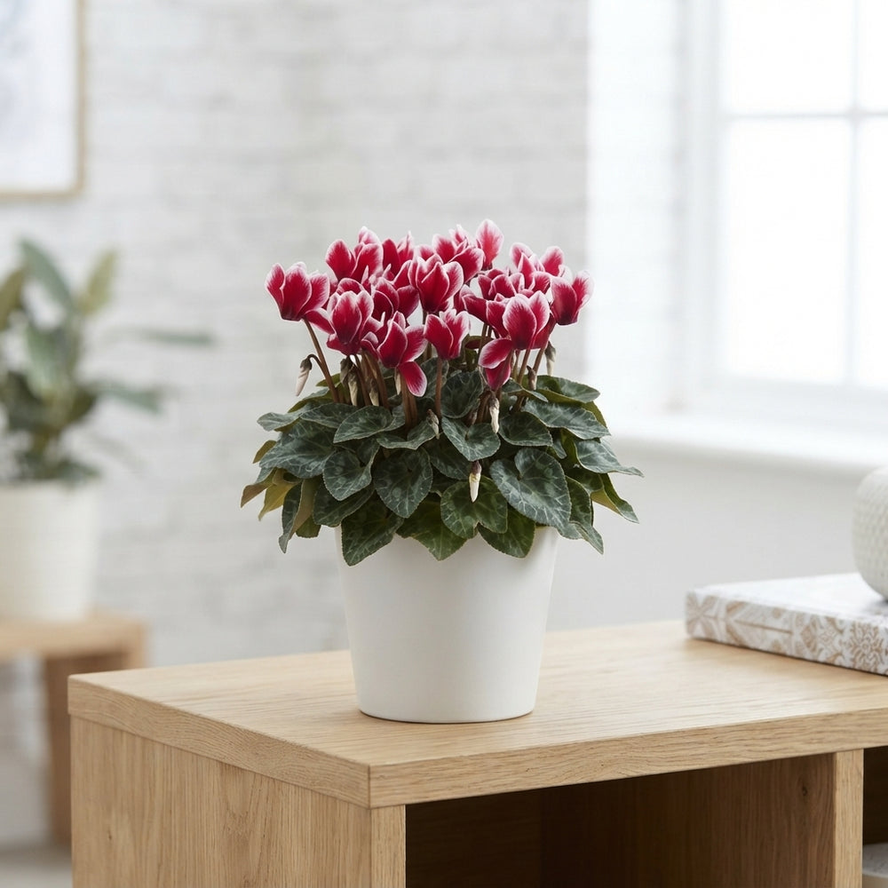 Red-Flamed Cyclamen persicum ‘Picola Shine’ – 9cm Pot