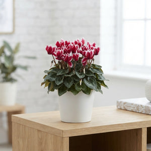 Red-Flamed Cyclamen persicum ‘Picola Shine’ – 9cm Pot