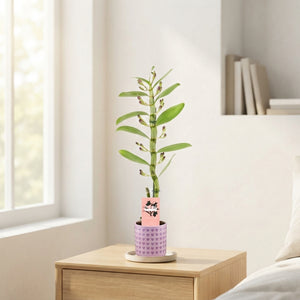 Mixed Dendrobium Nobile Orchid – 12cm Pot